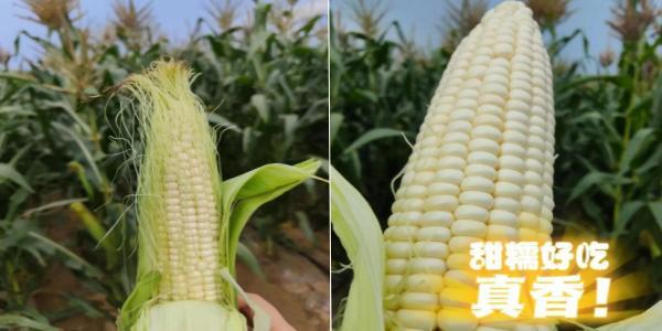 ���������л���ʳ����ϲӭ����