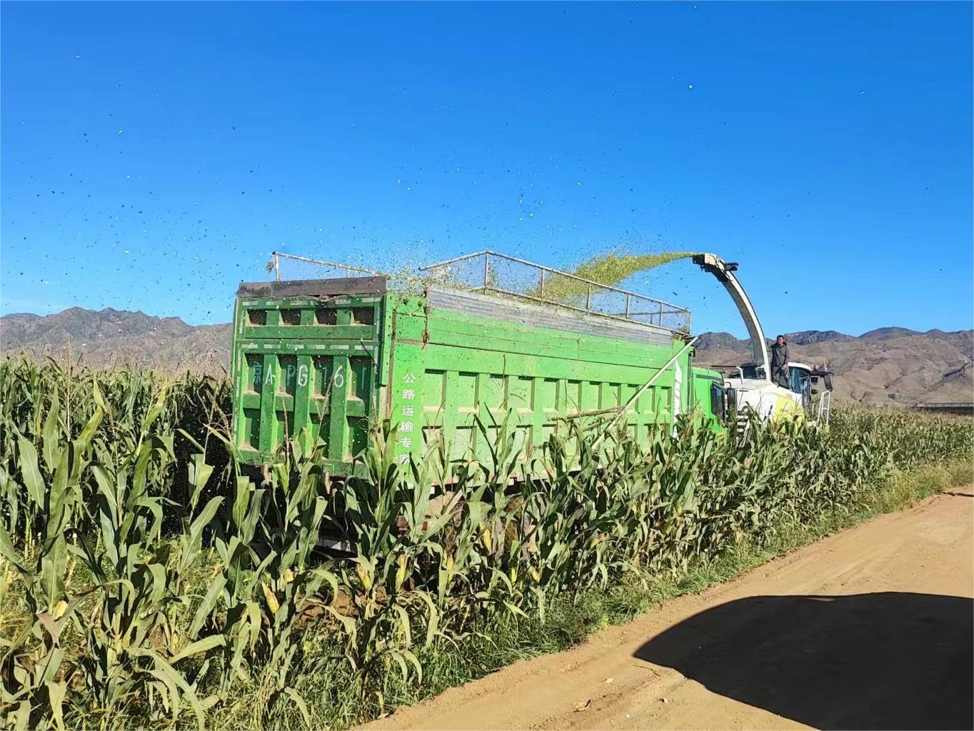 �����ظ�Ч��ˮ��ģݪֲ����5000Ķ�������׿����ո�