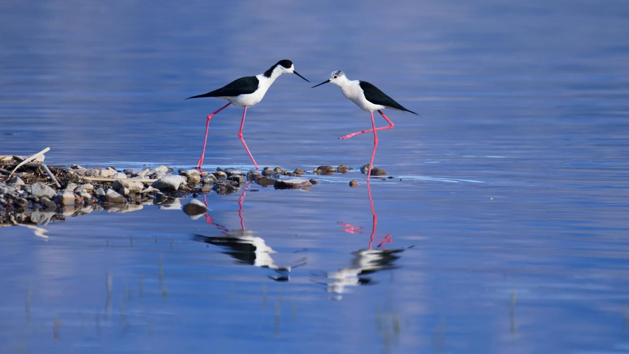 ��������������Ӱ��Ʒ�����й�ˮ��̬������Ӱ��Ʒչ