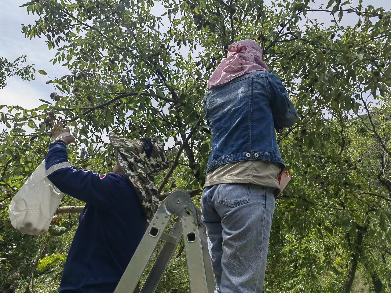 ��PT��Ѷ(�й���)��������˾������������Ӱ������ҵ���������·��