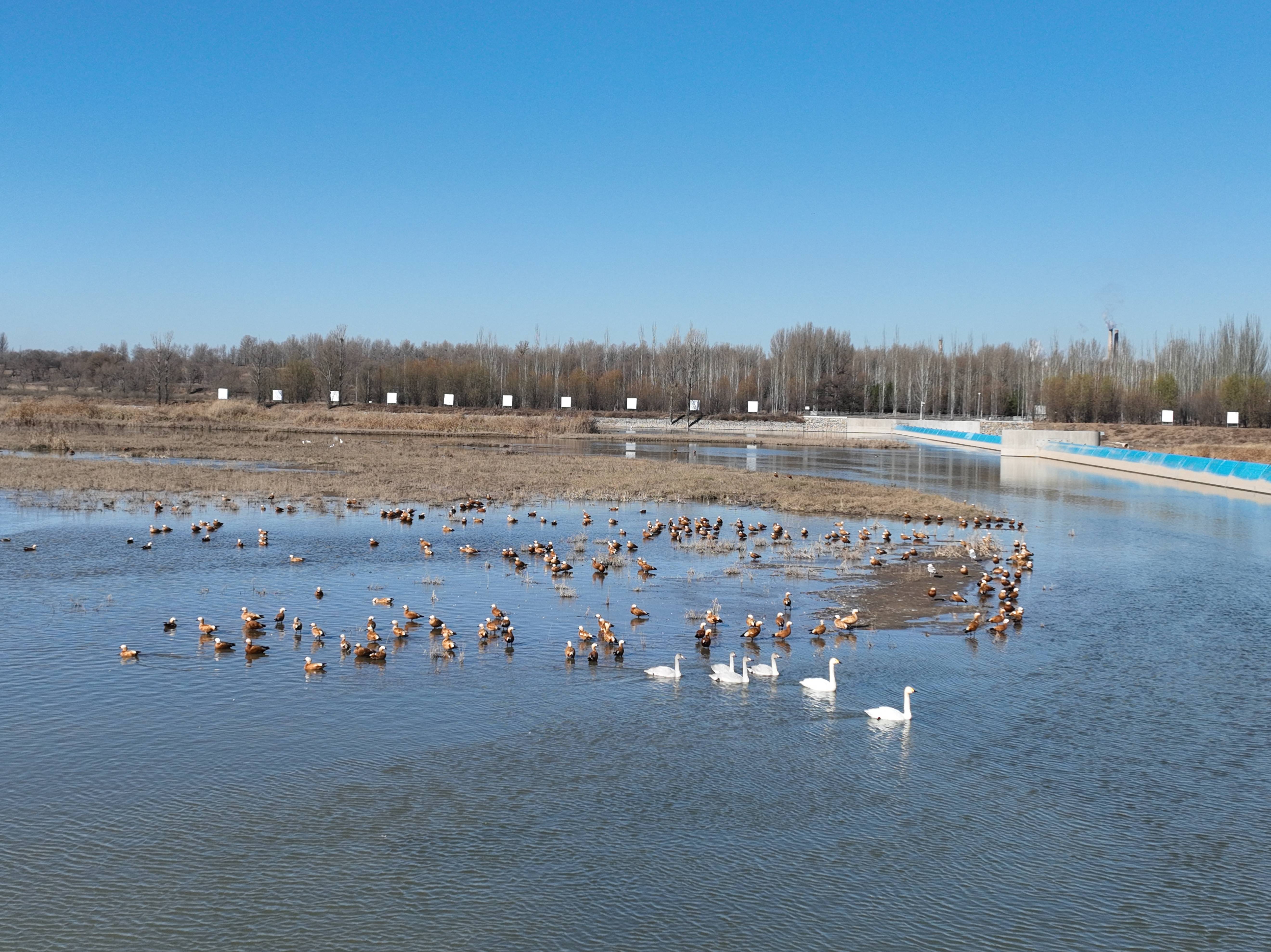 ��ͬɣ�ɺӷ��������ͳ���Ѽ