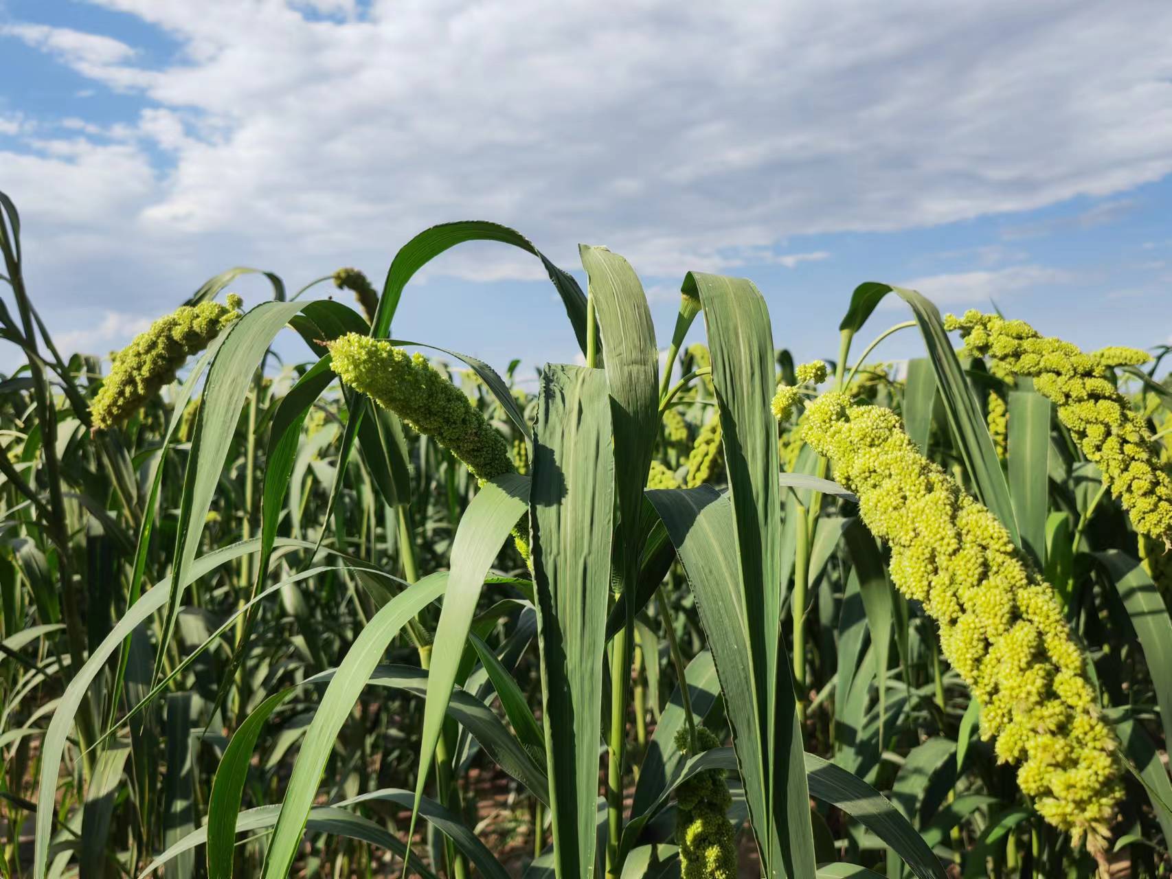 ��ͬũҵ��˾ | ������������ϵ�иߺ�������פ������ֱ��������ƽ̨