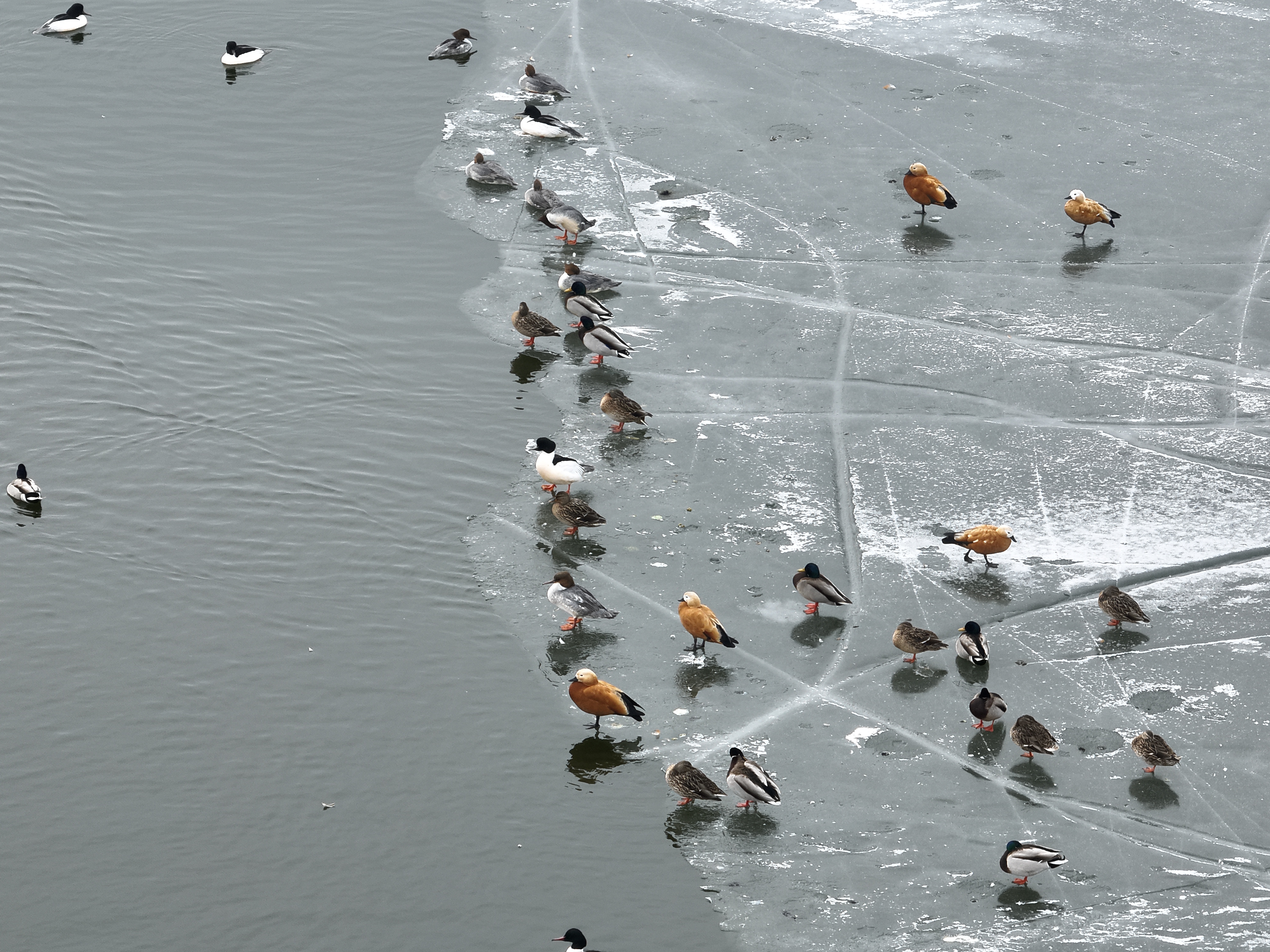 ¿ªÕ¢£¡PTÊÓѶ(ÖйúÇø)¹ÙÍø2025Äê´º¼¾Éú̬²¹Ë®ÖÜÈ«Æô¶¯ ¿ªÕ¢£¡PTÊÓѶ(ÖйúÇø)¹ÙÍø2025Äê´º¼¾Éú̬²¹Ë®ÖÜÈ«Æô¶¯