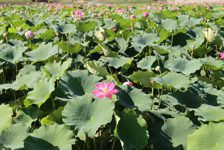 �ػ���ˮ��ɽ����ɽ����Ϫ����ʪ�ع�԰�ġ��ɡ������