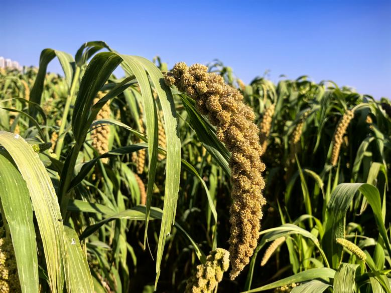 科技添彩生态田 PT视讯(中国区)官网畔庆丰收——永定三生·农谷绘就秋分丰收图景 科技添彩生态田 PT视讯(中国区)官网畔庆丰收——永定三生·农谷绘就秋分丰收图景