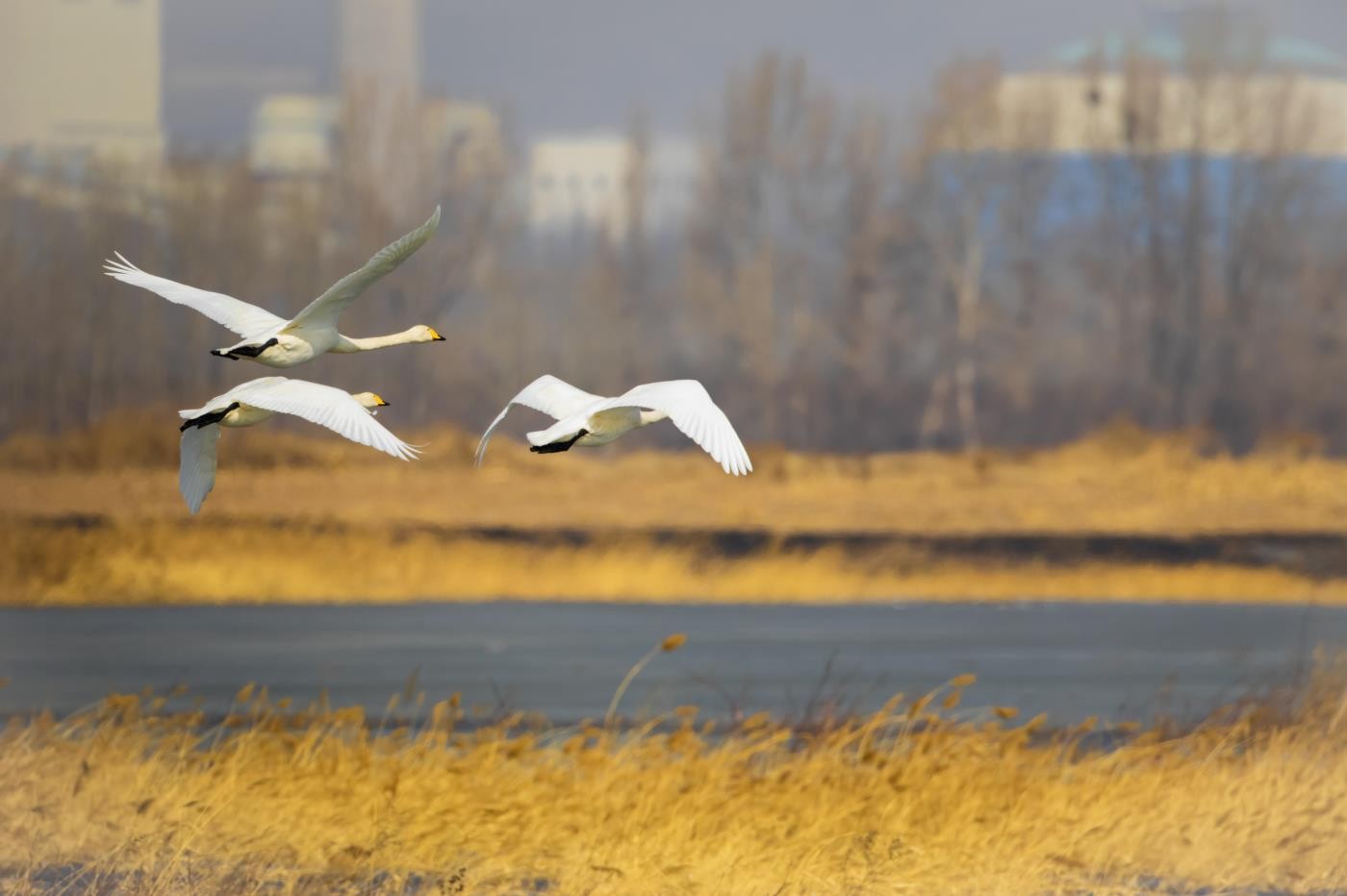 ������仧ɣ�ɺ�